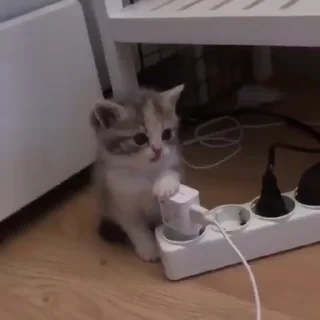 kitties 5 by @norufx