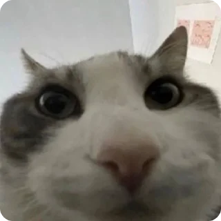 🤨