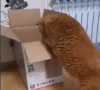 🐱