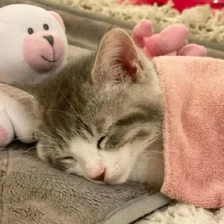 🐈