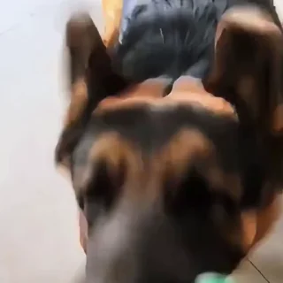 🐩
