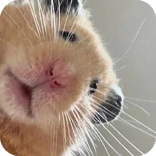 🐱