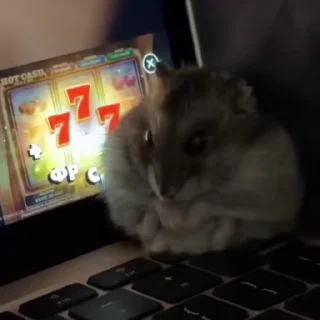 🐹