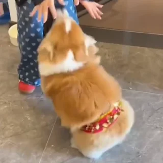 🐕