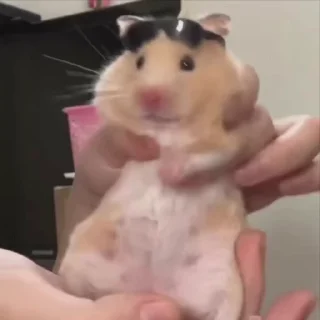 🐹