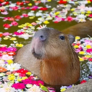 🌸