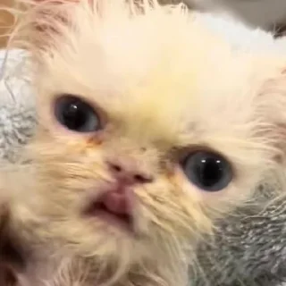 👅