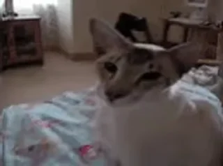 👃