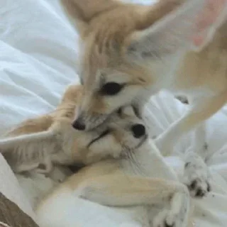 🦊