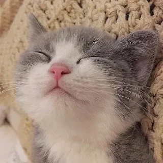 🐈