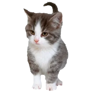 🐈