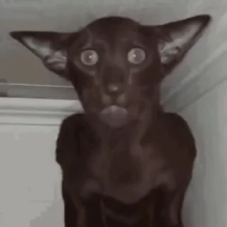 😱