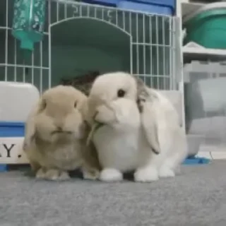 😋