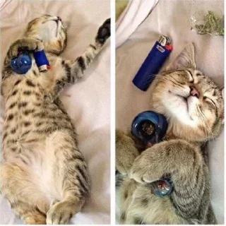 🛌