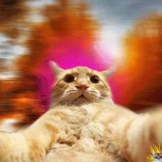 🐱