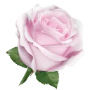 🌹