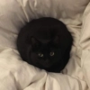 dark cat (by AstRa OWN)