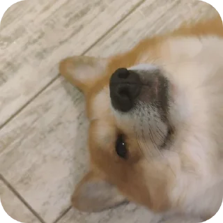 🐶