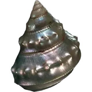 🐚