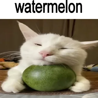 🐈