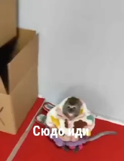 🌟