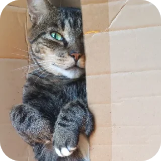 🐱