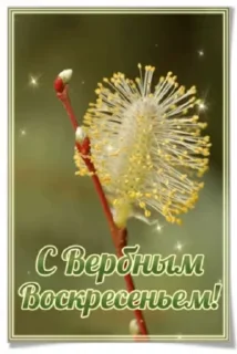 🌷
