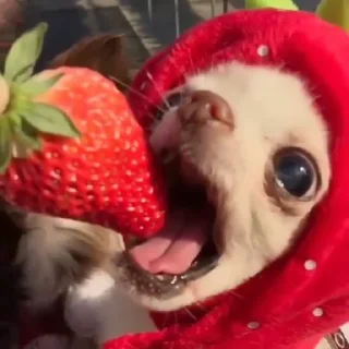 🍓
