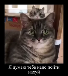 🫨