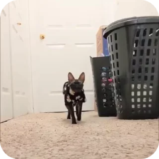 🌟