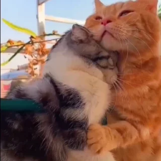 🐱