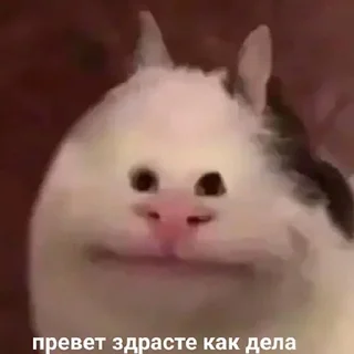 🐶