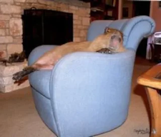 😴