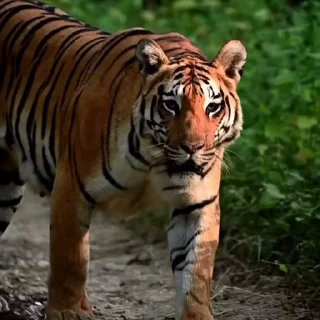 🤩