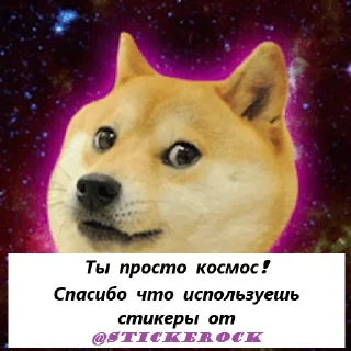 🐶