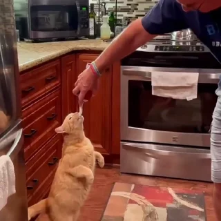 🐈
