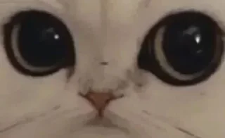 👀