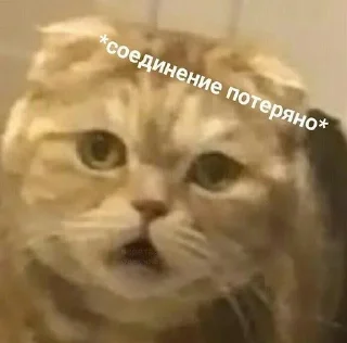 🐱