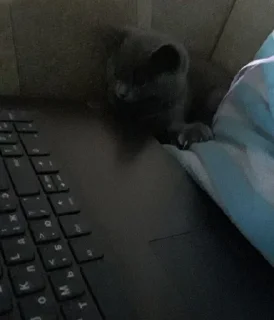 🐰