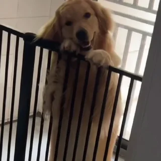 🐩