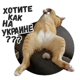 🇺🇦