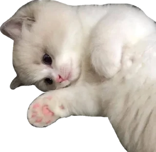 Cute_vol.3