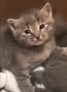 😿