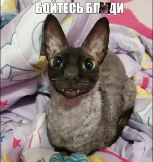 🤩
