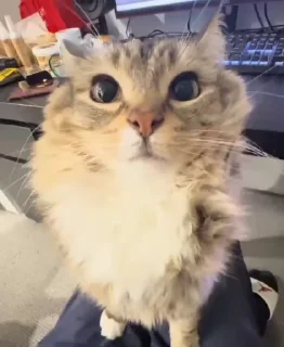 🌟