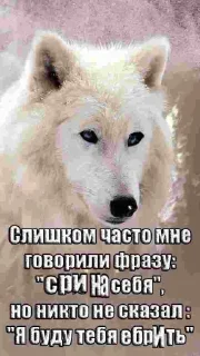 🐺