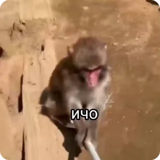 🌟