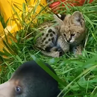 🐈