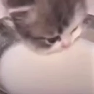 🐈‍⬛