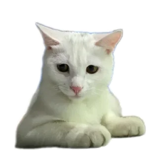 🐱